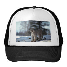 Lynx de Canada sur la neige Casquettes De Camionneur