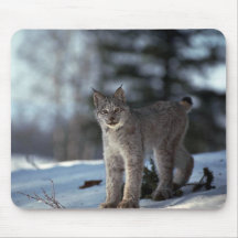 Lynx de Canada sur la neige Tapis De Souris
