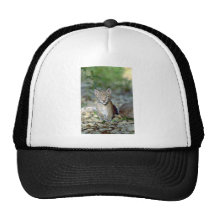 Lynx eurasien, jeune chaton casquette de camionneur