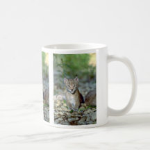 Lynx eurasien, jeune chaton mugs