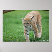 Lynx Affiches
