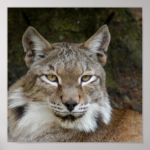 lynx sibérien 001 poster