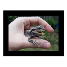 M. lizard cartes postales