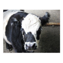 M. Moo Postcard Cartes Postales