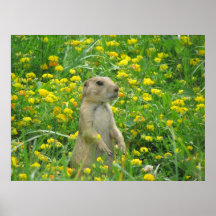 M. Prarie Dog Poster