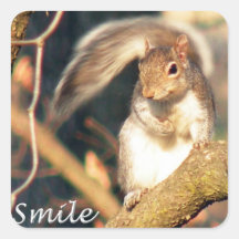 M. Squirrel Sticker de sourire Autocollants