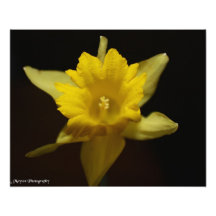 Ma fleur  tirage photo