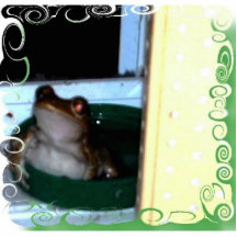 ma grenouille d'animal familier photos en relief