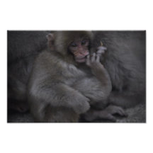Macaque de bébé, Macaco Bebe Photographie D’art