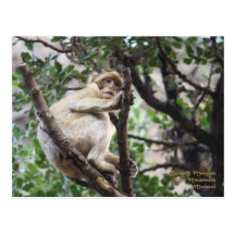 Macaque de Maroc-Barbarie Carte Postale
