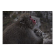 Macaques japonais - Macaco Japones Impressions Photographiques