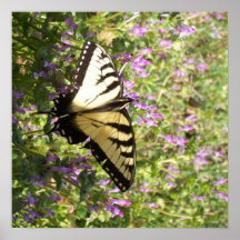 Machaon de tigre dans les Wildflowers Posters