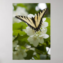 Machaon de tigre poster