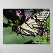 Machaon de tigre posters
