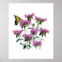 Machaon de tigre sur l'affiche de baume d'abeille