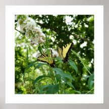 Machaons de tigre affiches