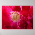 macro 86 affiches
