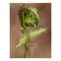Macro de Fiddlehead Impression Photo