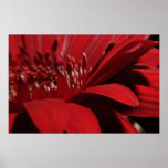 Macro de jardin posters