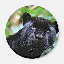 Macro de panthère noire magnets pour réfrigérateur