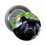 Macro de panthère noire pin's