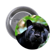 Macro de panthère noire pin's