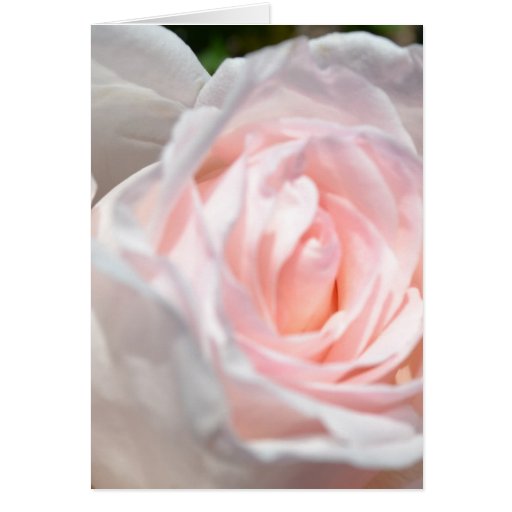 Macro de rose de rose cartes de vœux