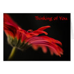 Macro fleur rouge de Gerbera pensant à vous Carte De Vœux