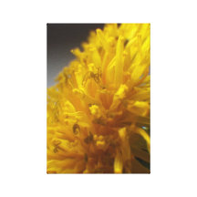 macro image d'un dandilion toiles tendues sur châssis