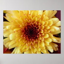 Macro jaune de fleur posters