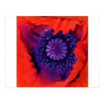 Macro pavot carte postale