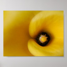 Macro photographie d'affiche de zantedeschia jaune
