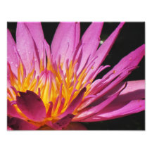 macro pourpre du lis 11x14 art photographique