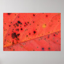 Macro rouge de feuille affiches