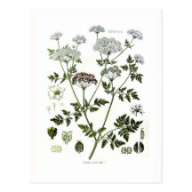 Maculatum de Conium (cigûe) Carte Postale