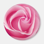 Madame rose aimant rose