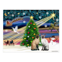 Magie de Noël - deux chats de Siazmese (phoque + C Carte Postale