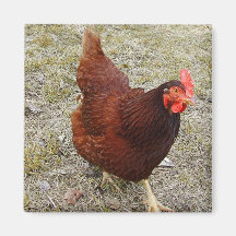 Magnet de poulet aimant pour réfrigérateur