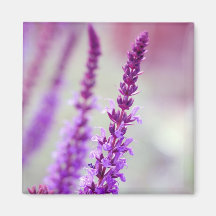 Magnet ~ Purple Elevation ~ Aimants