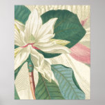 Magnolia avec l'élargissement poster