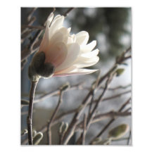 magnolia d'étoile 8x10 impressions photographiques