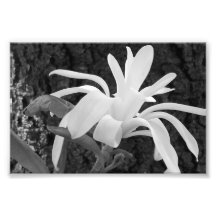 Magnolia d'étoile d'épreuve photographique