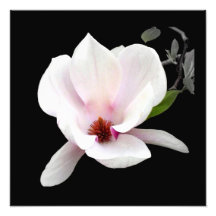 "Magnolia épreuve photographique en fleur"