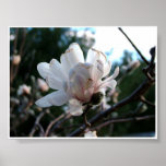 magnolia poster