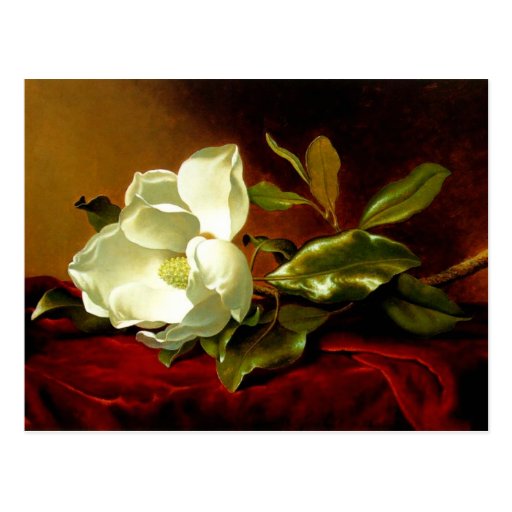 Magnolia sur le velours rouge - carte postale