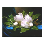 Magnolias sur le velours bleu - carte postale