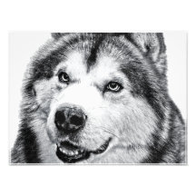 MALAMUTE D'ALASKA PHOTOGRAPHES
