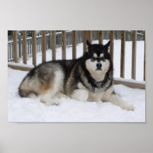 Malamute d'Alaska Posters