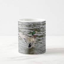 Mâle de canard de Mallard Tasse