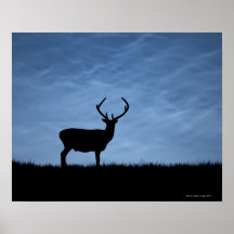 Mâle silhouetté de cerfs communs rouges la nuit posters